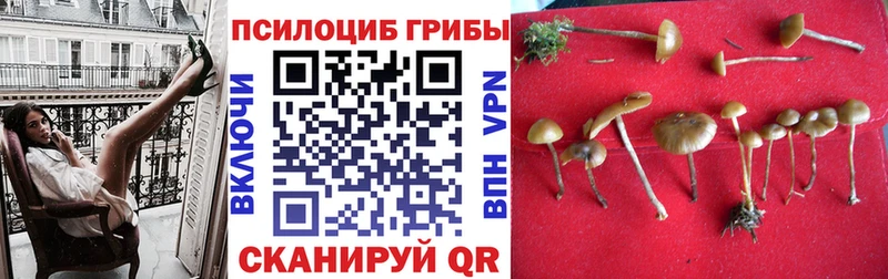 Псилоцибиновые грибы мицелий  Лосино-Петровский 